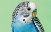 Симптомы аллергии на попугаев у детей и способы лечения